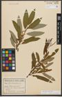 Foto von Salix triandra subsp. triandra L.